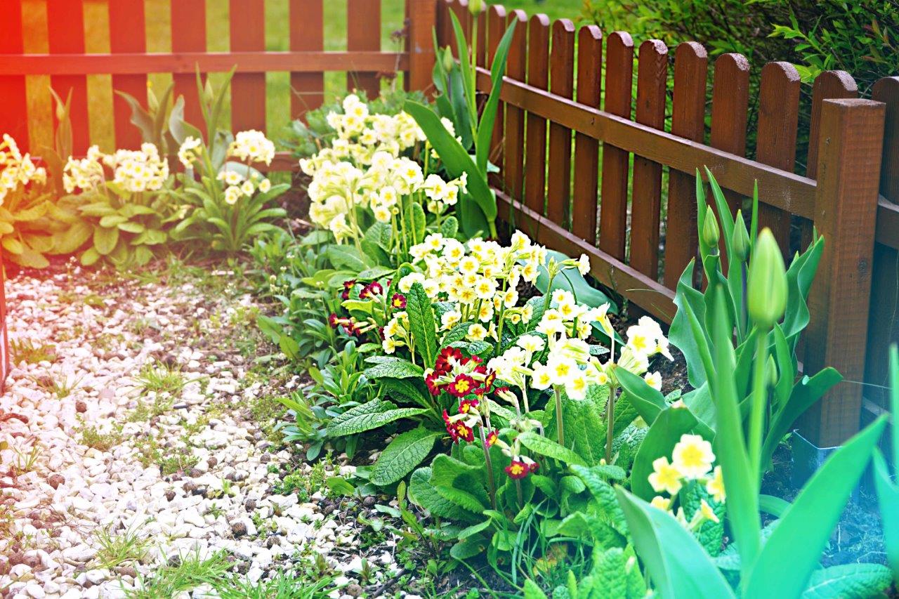 Kolorowe kwiaty w ogródku