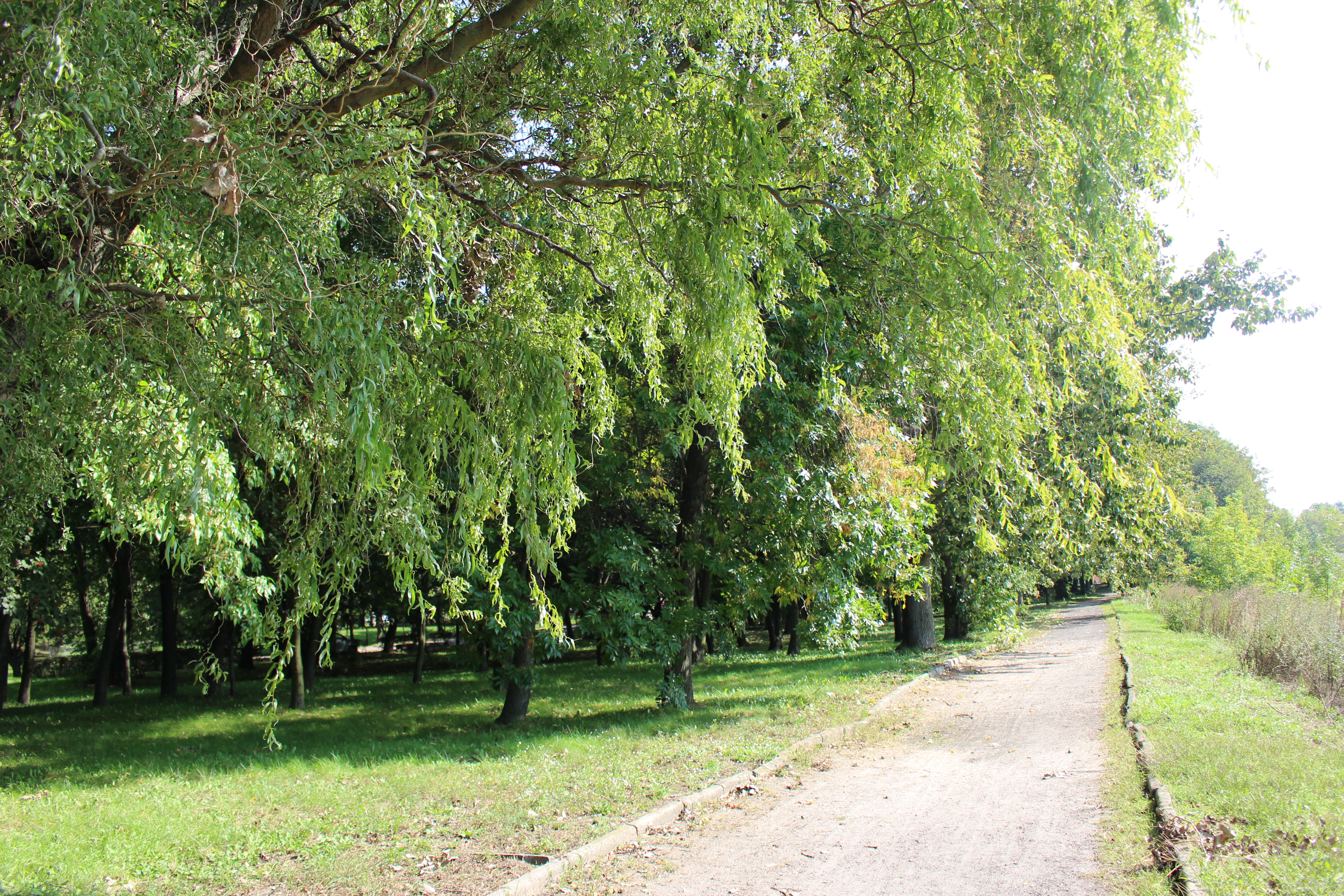 Zdjęcie przedstawia Park Miejski im. J. Słowackiego.