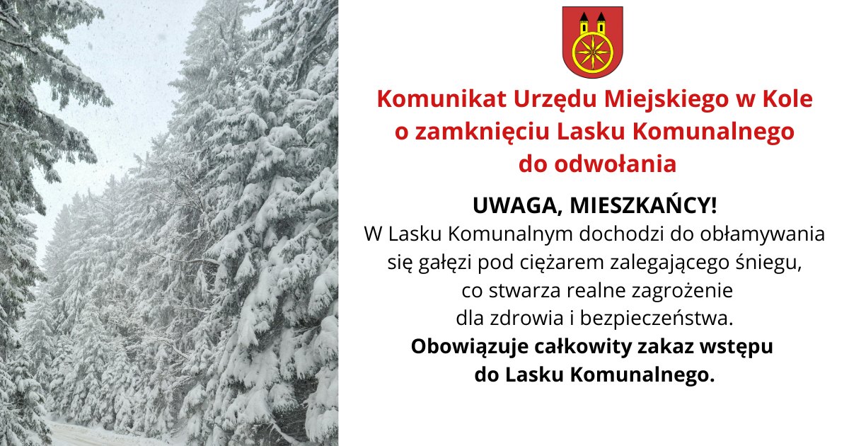 Na zdjęciu widać zimowy, zaśnieżony las – drzewa są mocno obciążone grubą warstwą śniegu, a gałęzie zwisają pod jego ciężarem. Obok umieszczono komunikat Urzędu Miejskiego w Kole informujący mieszkańców o zamknięciu Lasku Komunalnego.