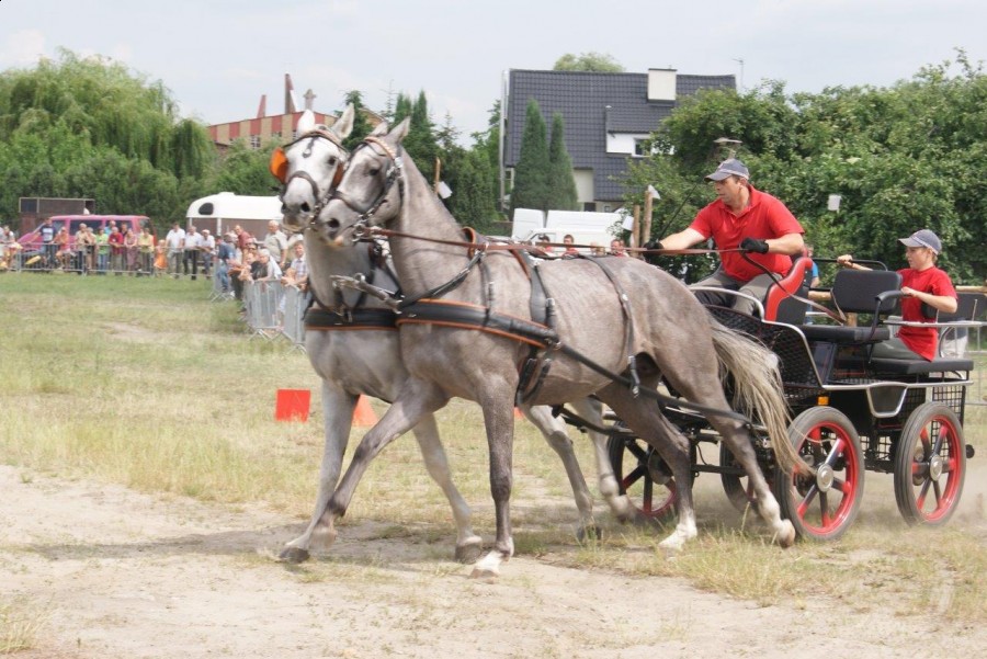 VII Wystawa Koni Hodowlanych