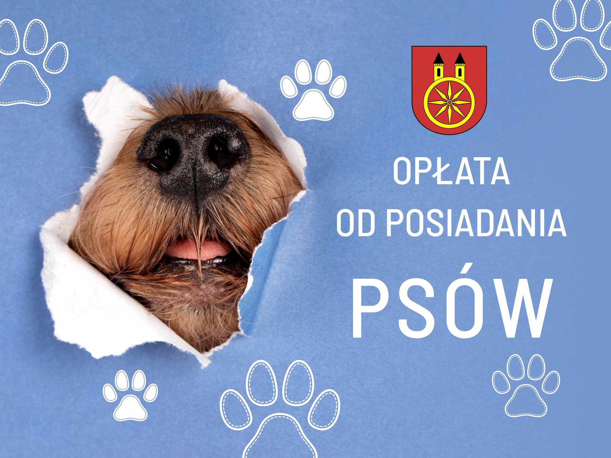 Grafika przedstawia nos i pysk psa wyglądającego przez dziurę w niebieskim tle, obok znajduje się napis: Opłata od posiadania psów”oraz herb miasta Koła. Tło zdobią białe odciski psich łap.