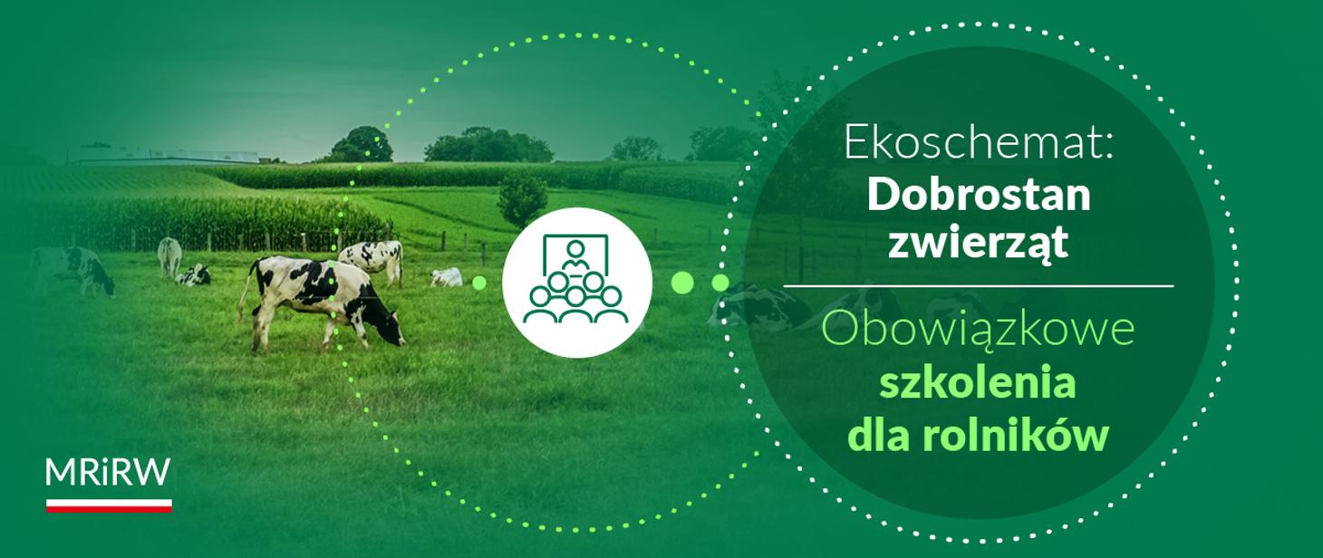 Infografika dotyczy ekoschematu „Dobrostan zwierząt” i informuje o obowiązkowych szkoleniach dla rolników. Przedstawia pastwisko z pasącymi się krowami oraz logo Ministerstwa Rolnictwa i Rozwoju Wsi.