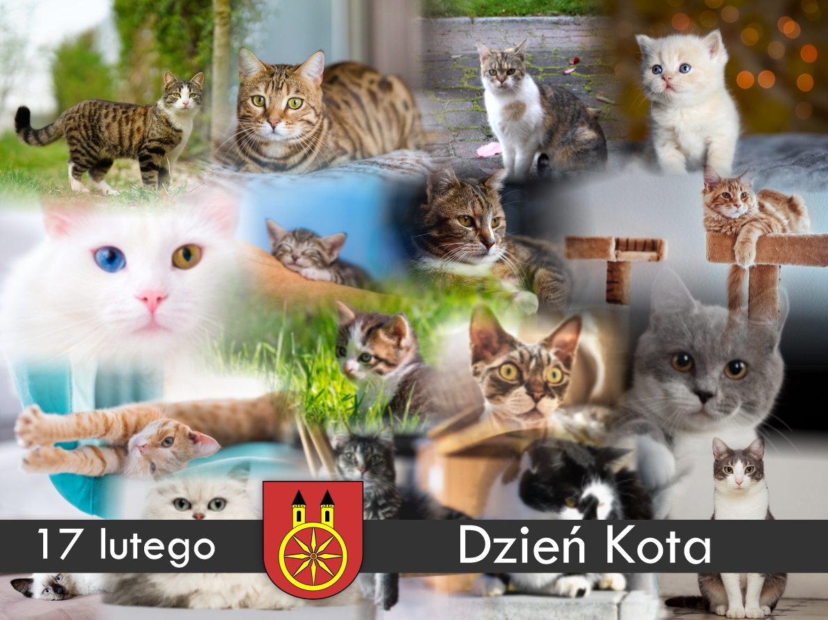Plansza 17 LUTEGO Dzień Kota, tekst pod planszą