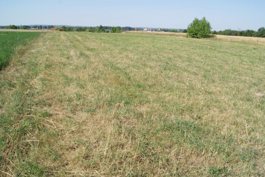 W Kole są działki na sprzedaż!