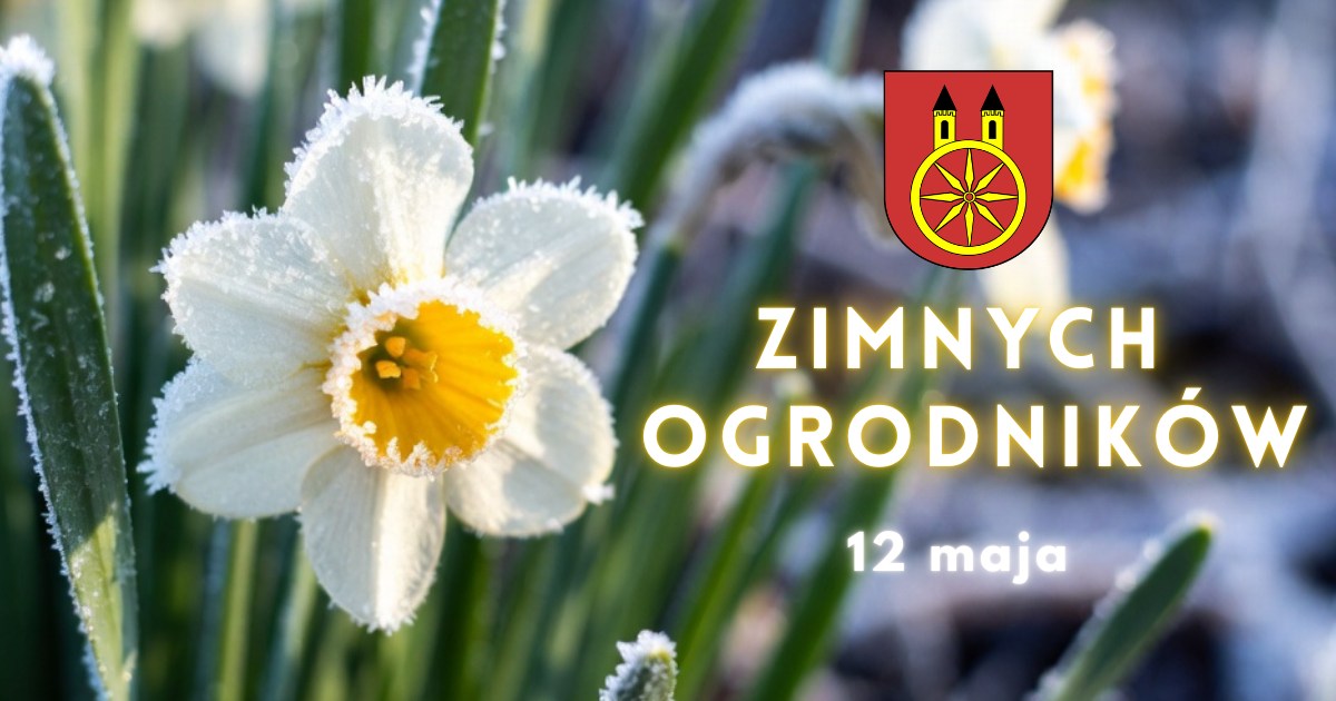 Grafika promująca Dzień Zimnych Ogrodników przedstawia duże zbliżenie kwiatu na pierwszym planie, a w tle delikatnie rozmyty obraz drugiego kwiatu. Całość utrzymana jest w subtelnej, wiosennej atmosferze nawiązującej do 12 maja.