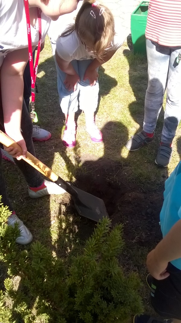 Znów zasadzili nowe drzewo…