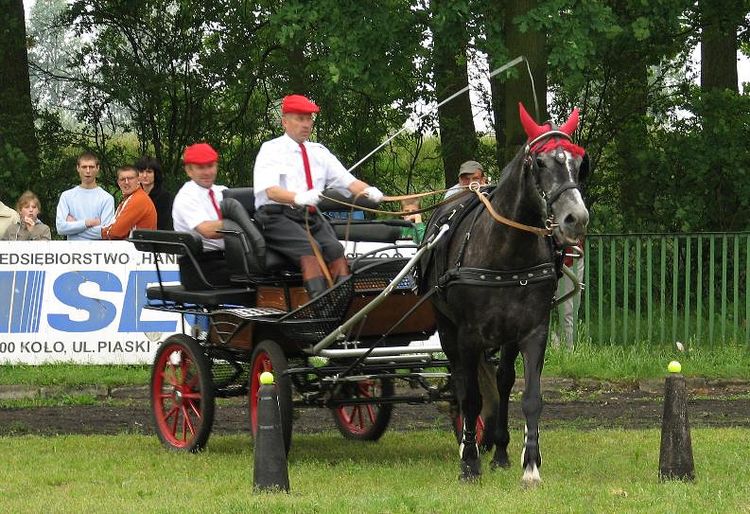 Powiatowe zawody w powożeniu zaprzęgami konnymi