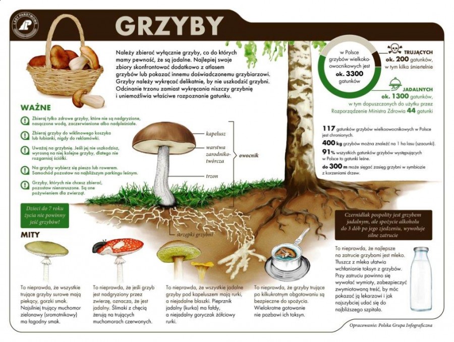 Zanim wybierzesz się na grzyby. Kilka ważnych zasad