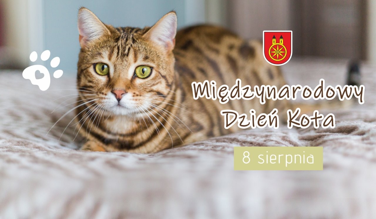 Na zdjęciu widać leżącego kota o brązowym, pręgowanym futrze oraz napis Międzynarodowy Dzień Kota – 8 sierpnia