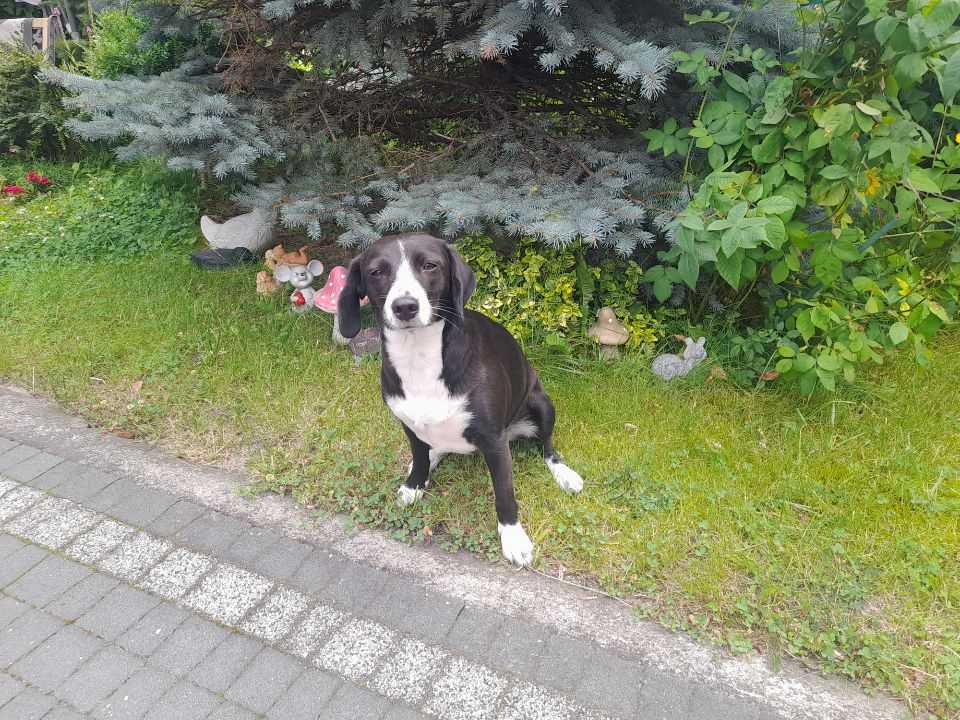 Na zdjęciu widać czarno-białego psa siedzącego na trawie w ogrodzie. W tle znajdują się zielone rośliny, krzewy oraz dekoracje ogrodowe, takie jak figurki przedstawiające zwierzęta. Pies ma białą klatkę piersiową i białe łapki, a jego uszy są czarne.