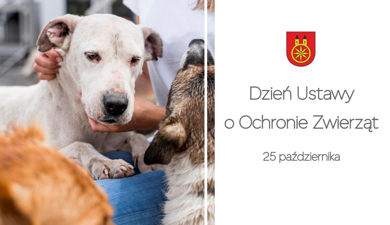 Plansza 25 października obchodzony jest Dzień Ustawy o Ochronie Zwierząt, tekst pod planszą.