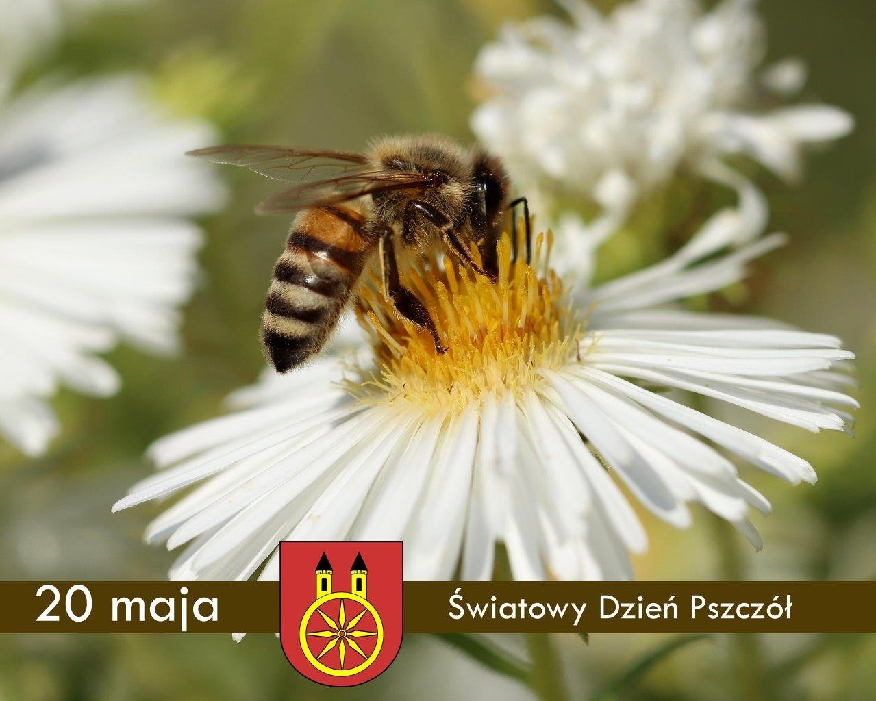 Plansza 20 MAJA Światowy Dzień Pszczół, tekst pod planszą.