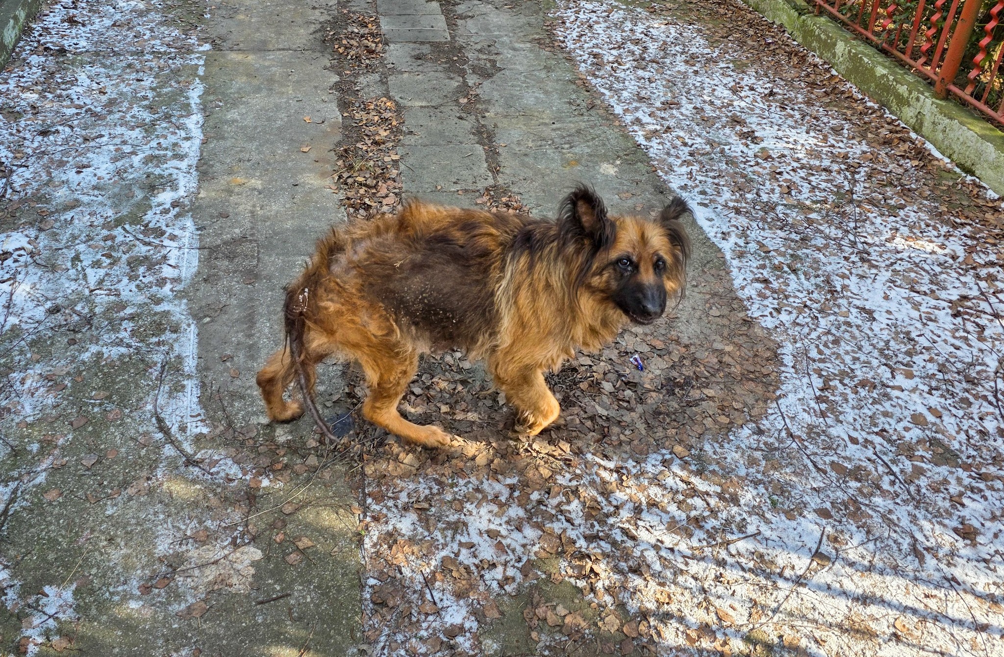 Na zdjęciu widać wychudzonego owczarka niemieckiego stojącego na betonowej ścieżce. Wokół leżą suche liście i miejscami widać cienką warstwę śniegu. Pies patrzy w stronę aparatu, a po prawej stronie znajduje się czerwone metalowe ogrodzenie.