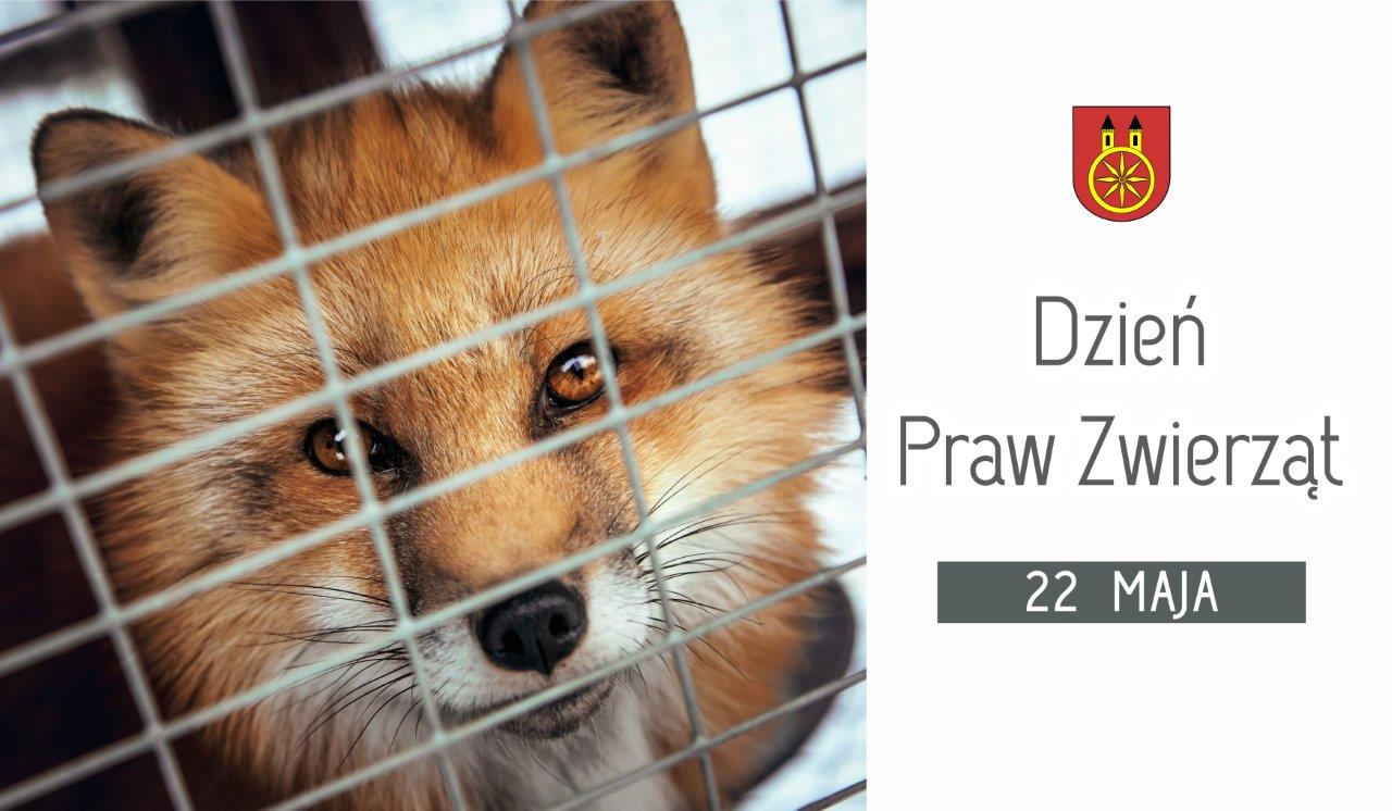 Plansza z napisem 22 MAJA Światowy Dzień Praw Zwierząt, z lewej strony lis w klatce