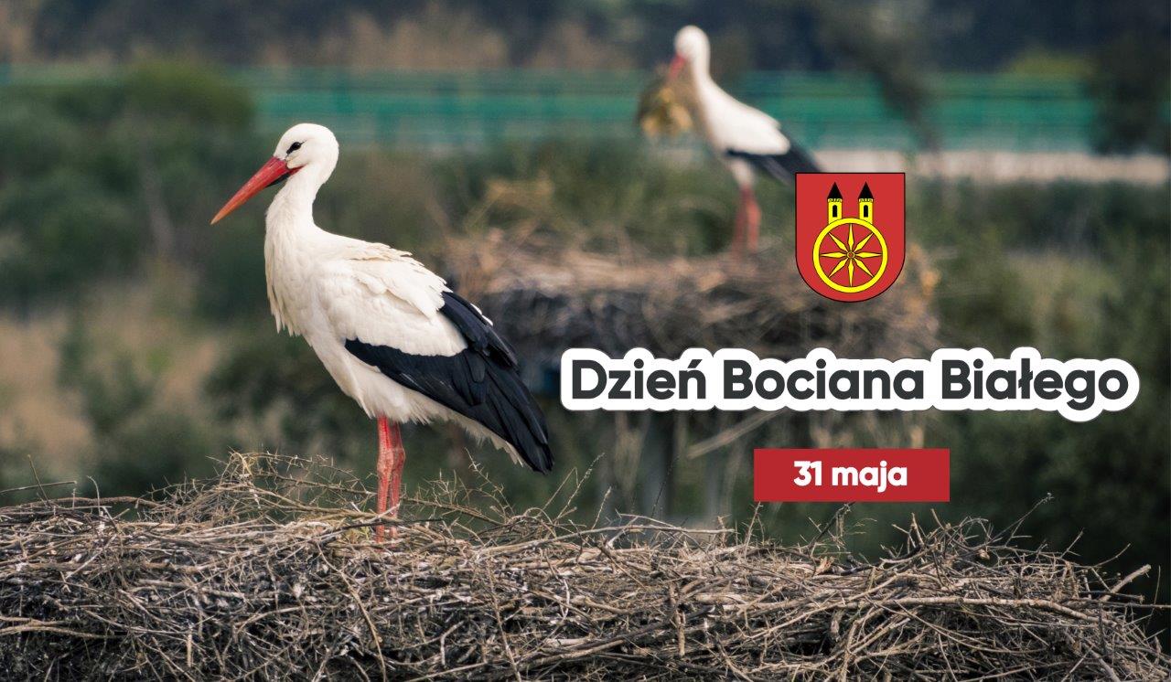 Dwa bociany białe stoją w gniazdach