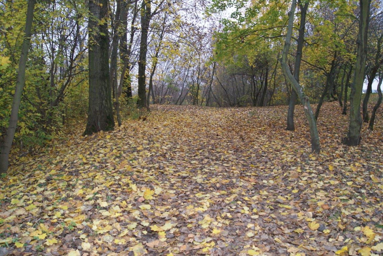 Zdjęcie przedstawia aleję w parku przykrytą jesiennymi liśćmi.