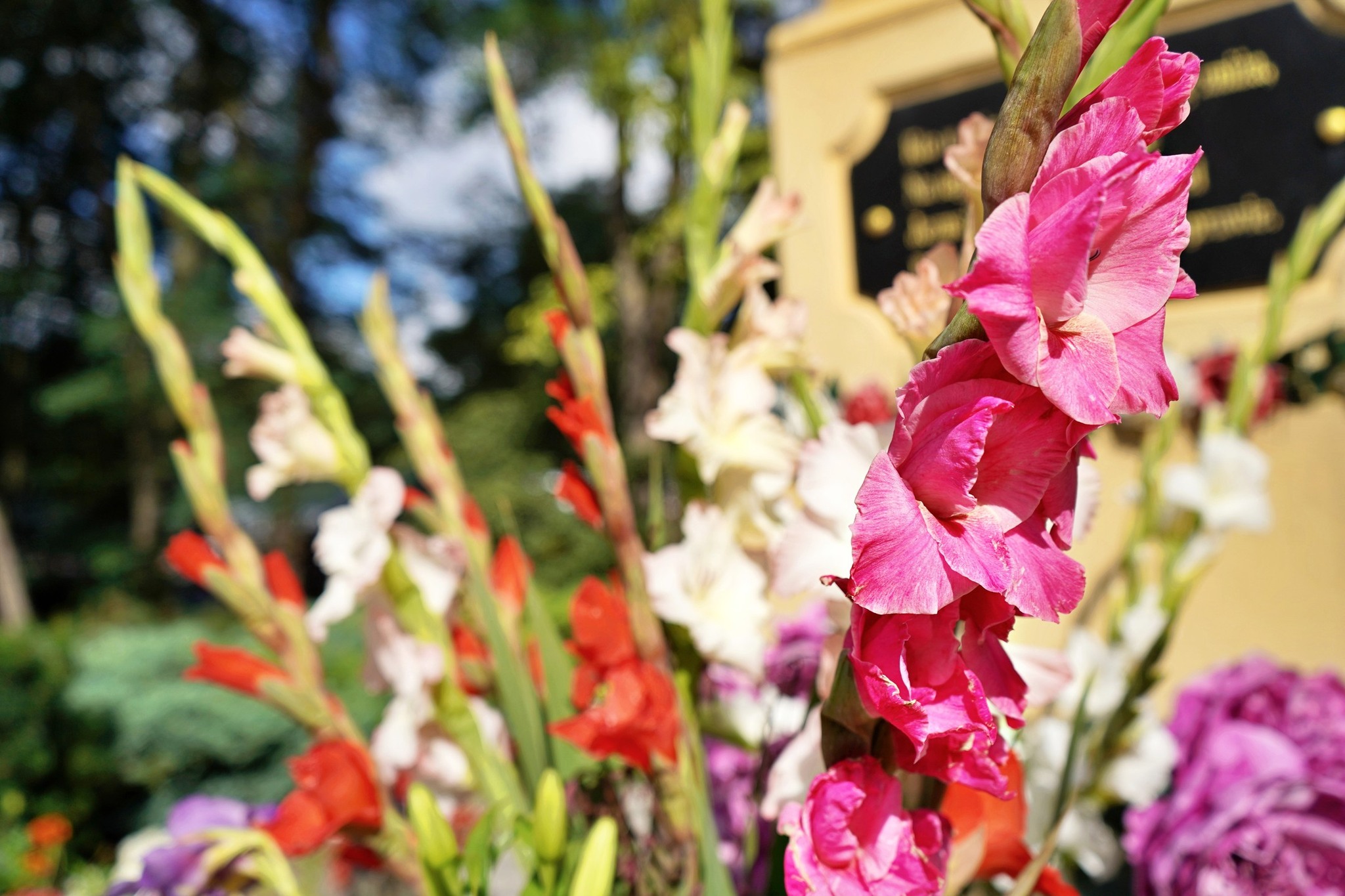 Na zdjęciu widać kolorowe mieczyki (gladiole) w ogrodzie, z dominującym różowym kwiatem na pierwszym planie.