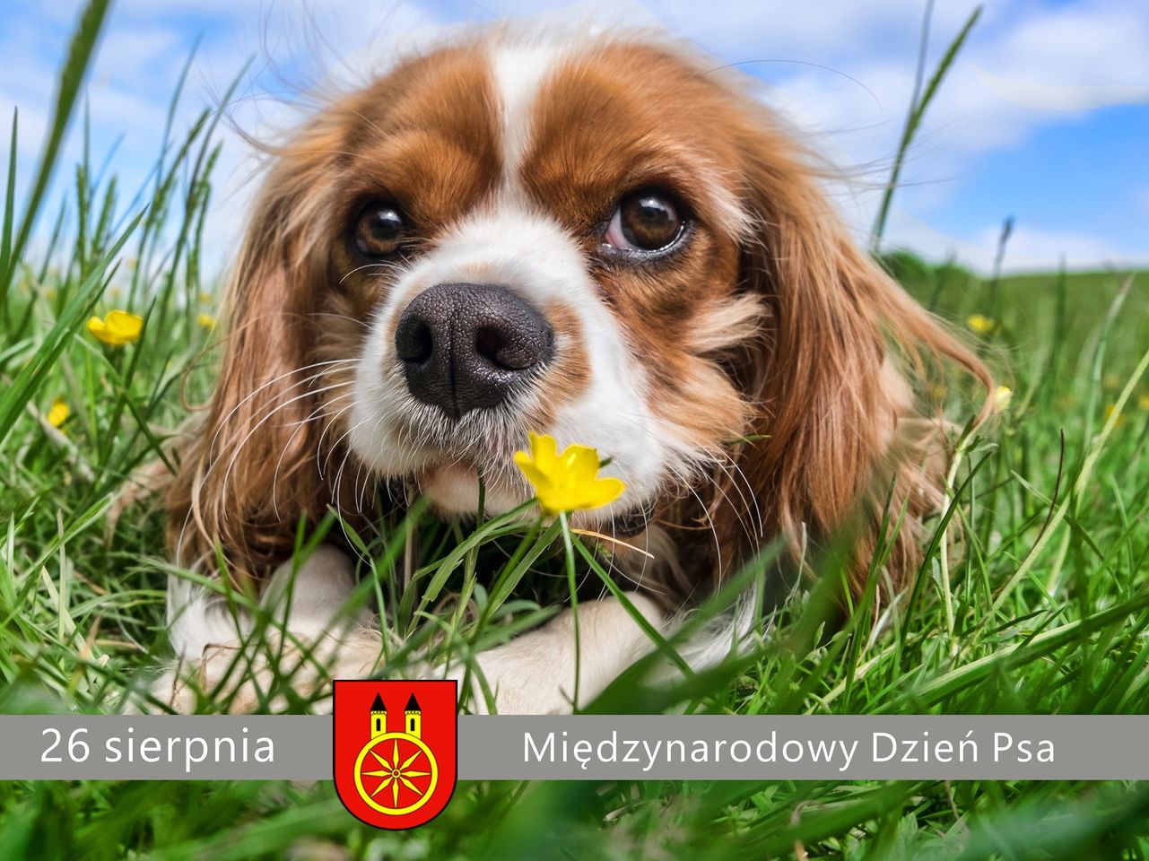 Plansz z napisem 26 sierpnia Międzynarodowy Dzień Psa